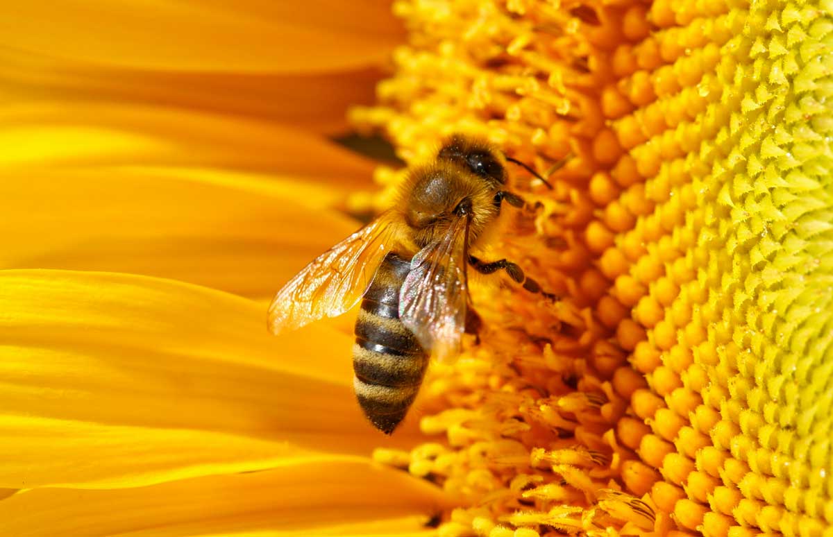ormabee il gestionale completo e professionale per l attivita di apicoltura