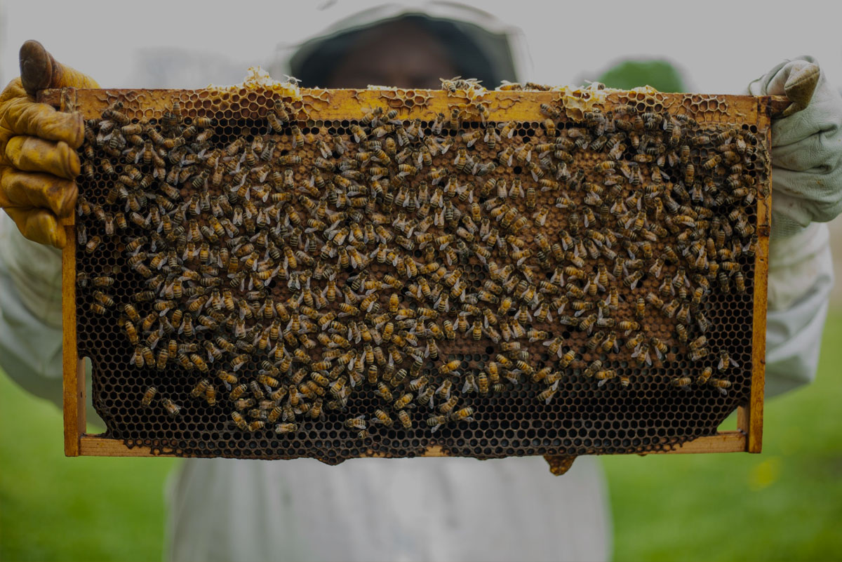 ormabee software per apicoltura video